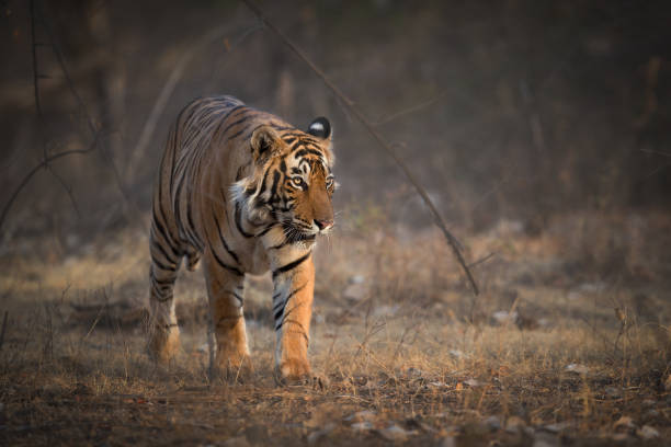 istock Bengal Tiger at Golden Hour 1027205660