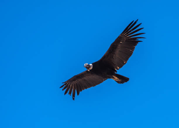 istock Andean condor, national symbol of Peru 1027206600