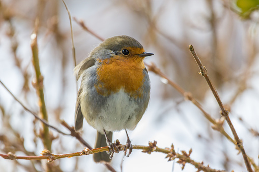 Robin red breast bird perched on a frozen branch