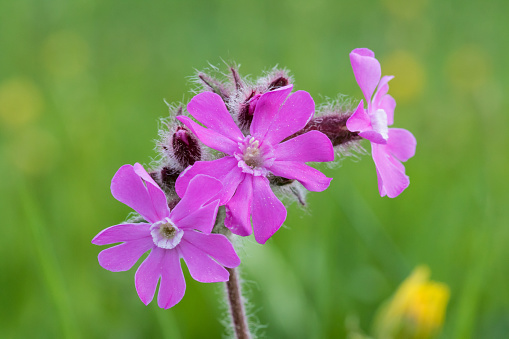 Closeup of a red campion (silene dioica) with a nice blurred background, picture taken in Charmey, in the canton of Fribourg, Switzerland