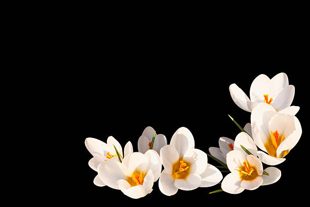 White crocus on black background  crocus tommasinianus stock pictures, royalty-free photos & images