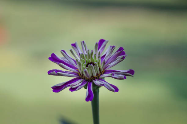 istock Purple Zinnia single flower with blurred background 1027219758