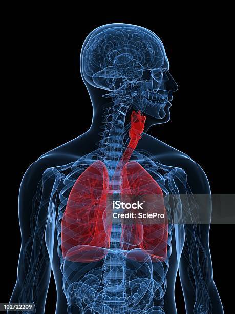 Red Płuc - zdjęcia stockowe i więcej obrazów Bez ludzi - Bez ludzi, Biologia - Nauka, Czerwony