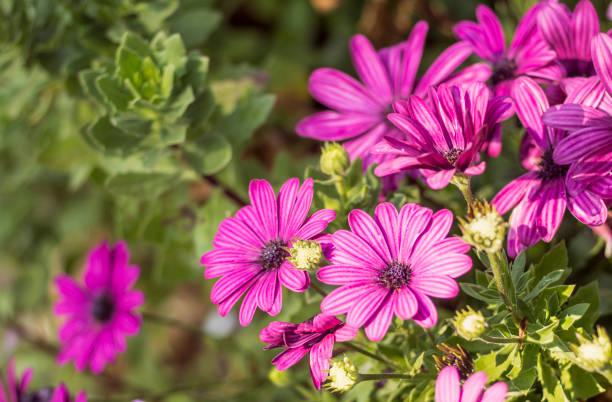 istock Beautiful pink daisies in the garden. 1027229182