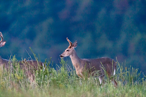 Roe deer (capreolus capreolus) posing on a grassland near the forest.