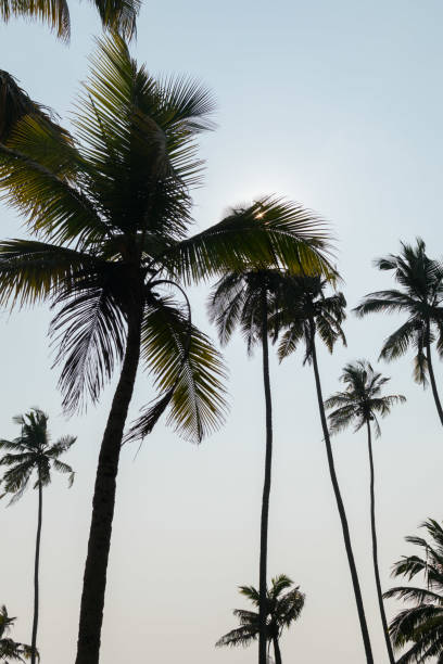 istock Palm trees and sunny sky at Varkala beach 1027239340