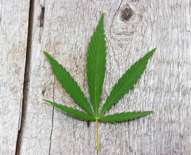 istock Legalization medical hemp 1027242234