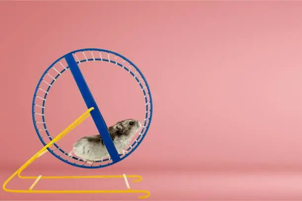 Hamster running in circle on wooden table