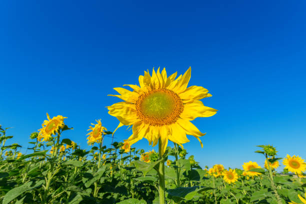 istock Yellow field of sunflowers 1027244446