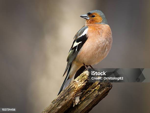 Buchfink Male Stockfoto und mehr Bilder von April - April, Baum, Baumstumpf