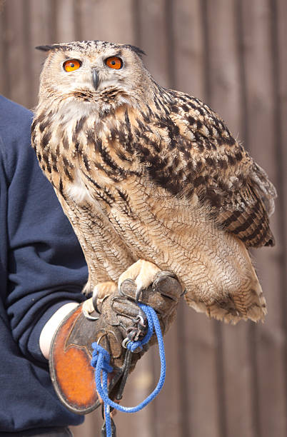 istock Eurasian Eagle Owl in Surrey, England 102724457