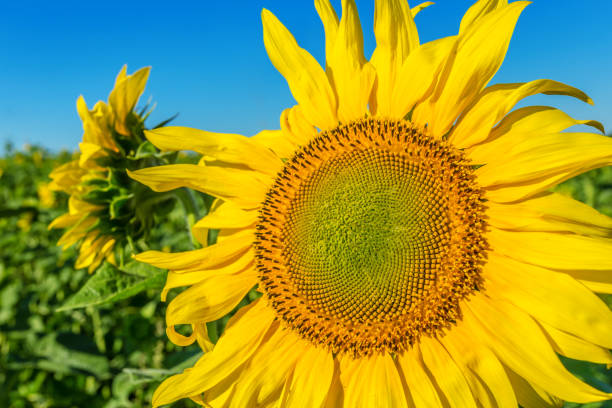 istock Yellow field of sunflowers 1027245896