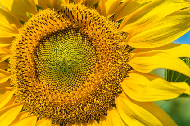 istock Yellow field of sunflowers 1027246274