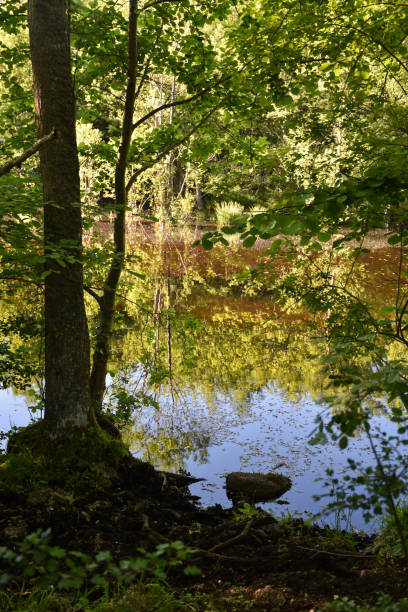 istock Colorful water reflections in a pond 1027249234
