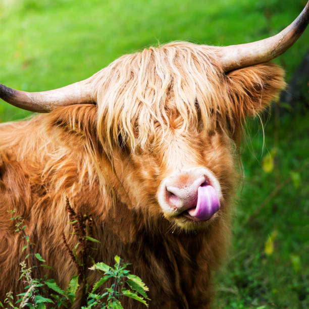 istock Funny and beautiful hairy highland cow, scottish symbol 1027250220