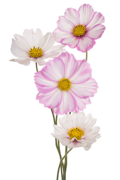 cosmos kwiat odizolowany - daisy marguerite deep focus flower zdjęcia i obrazy z banku zdjęć