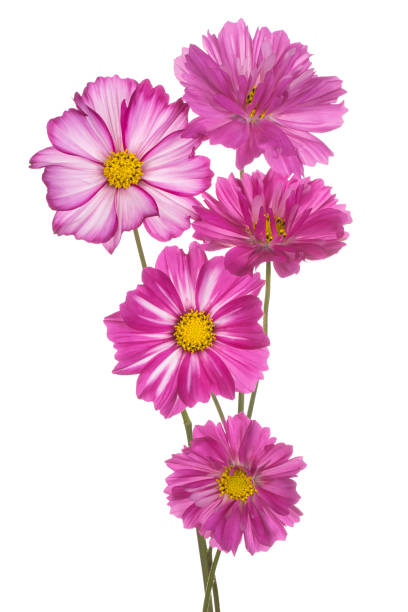 cosmos kwiat odizolowany - daisy marguerite deep focus flower zdjęcia i obrazy z banku zdjęć