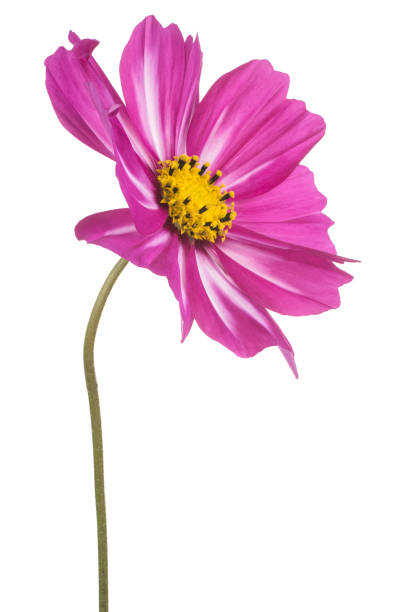 cosmos kwiat odizolowany - daisy marguerite deep focus flower zdjęcia i obrazy z banku zdjęć