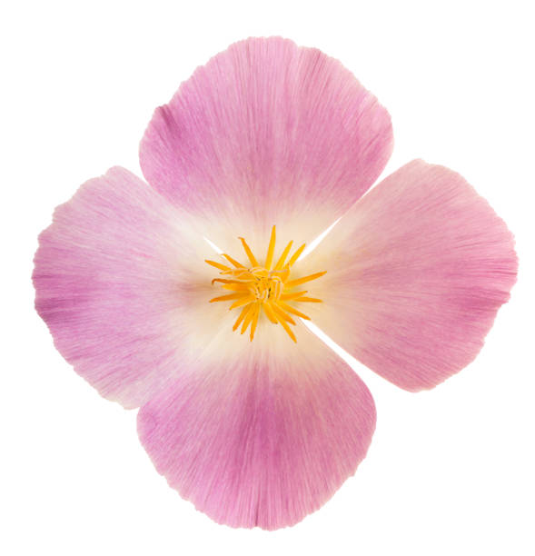 istock eschscholzia flower isolated 1027253808
