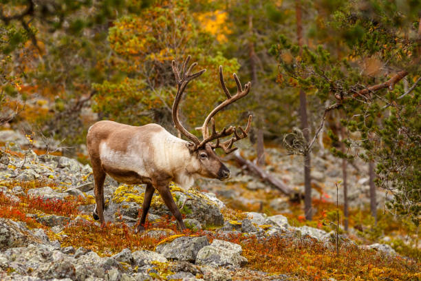 Reindeer in the beautiful autumn forest, Finland, Lapland Reindeer in the beautiful autumn forest, Finland, Lapland finnish lapland autumn stock pictures, royalty-free photos & images