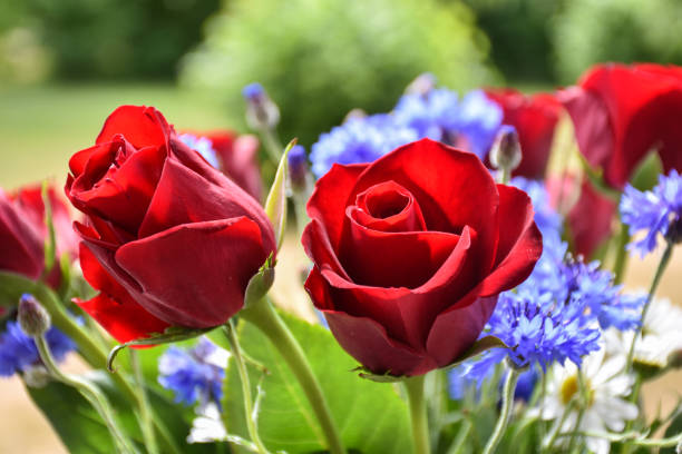istock Red roses in a summer bouquet 1027257640