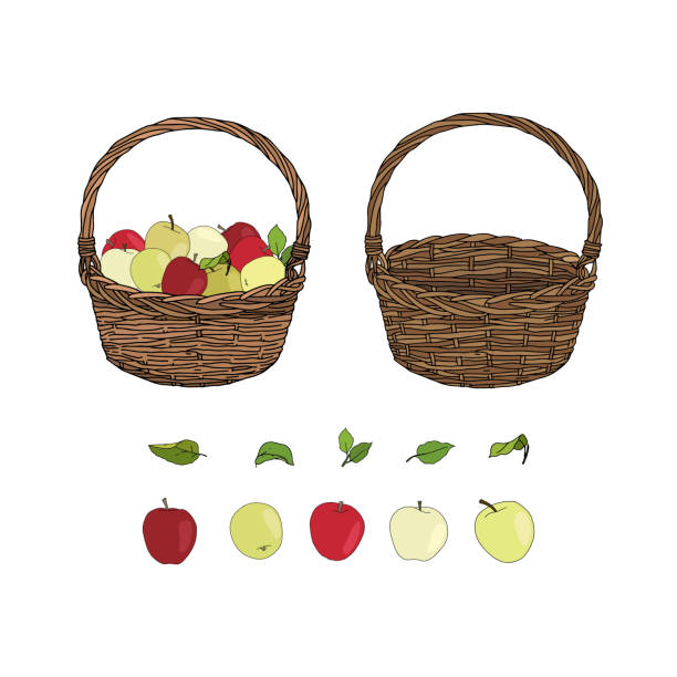 ilustrações de stock, clip art, desenhos animados e ícones de hand drawn set of empty basket, basket with apples and leaves. basket with different kinds of apples isolated on white background. autumn harvest symbol, logo, emblem. natural food for farmers market. - basket apple wicker fruit