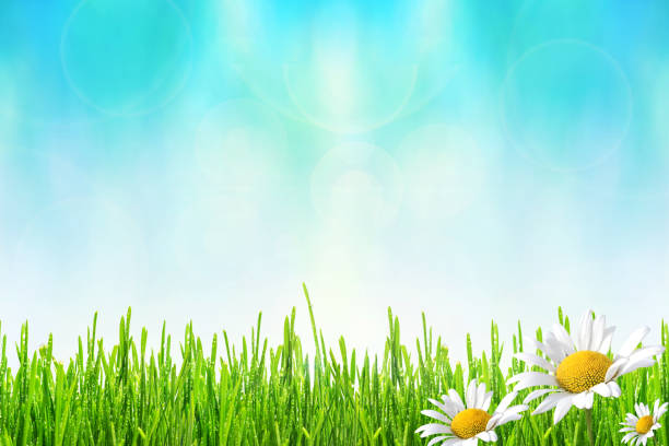 Spring or summer abstract background with green grass with drops of dew and flowers chamomiles bokeh lights