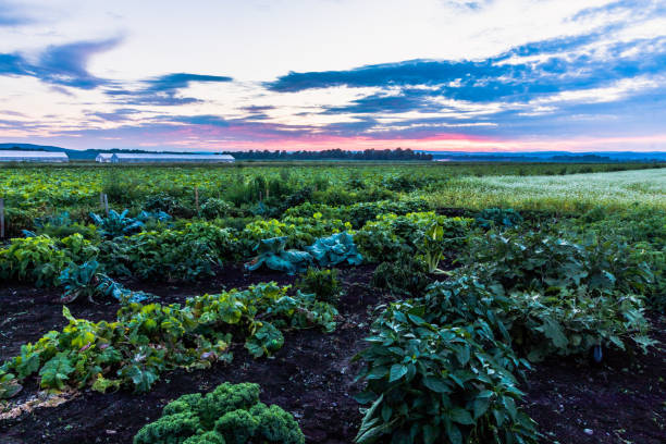 Pine Island, NY, late August sunset, black dirt region of NY State, farm