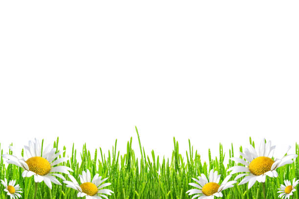 istock fresh spring green grass with drops of dew and flowers chamomiles, isolated on white background 1027266258