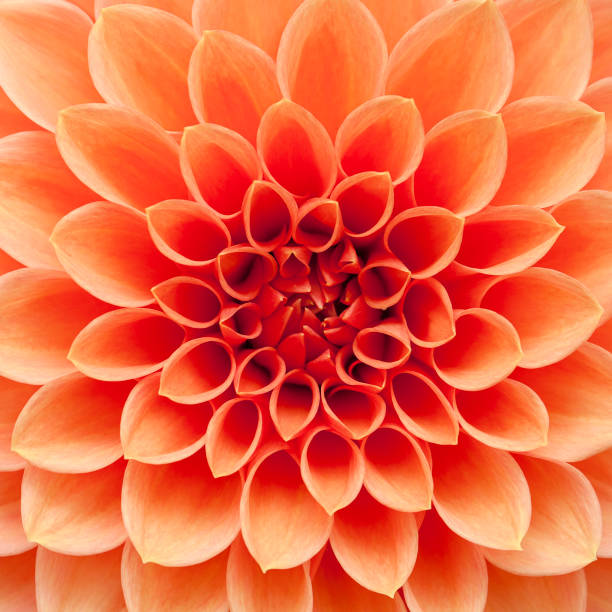 istock Pink Dahlia Flower Close Up 1027269026