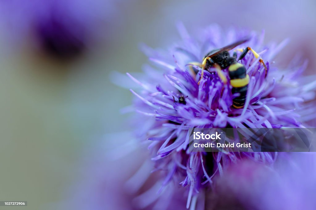 Mason Wasp Mason Wasp on flower Close-up Stock Photo