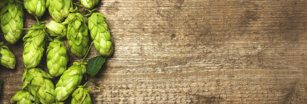 Fresh green hops on a wooden table closeup. Vintage toned, border design panoramic banner stock photo