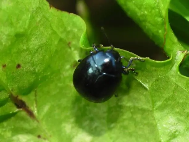 Photo of Blue beetle