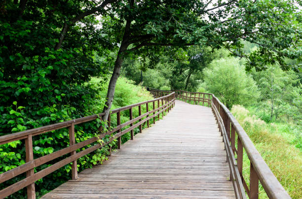 istock Wooden footpath in a park among trees 1027276272