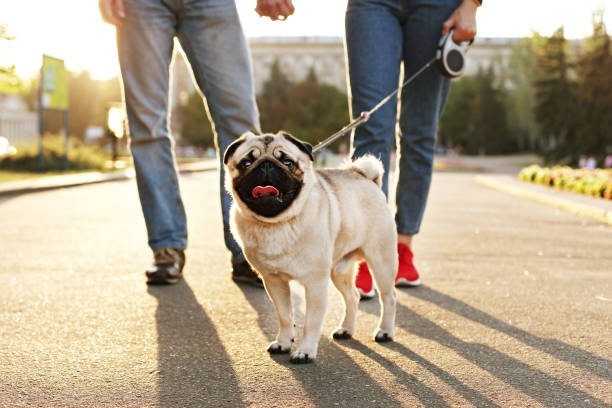 Young small breed dog with funny brown and black stains on face. Portrait of cute happy pug domestic doggy outdoors, walk in park. Funny puppy of pug sitting on floor near couple owners feet on concrete walkway at park. Female & male walking young pure breed pedigree dog on leash, sunset light. Background, copy space, close up. man walking a pug dog stock pictures, royalty-free photos & images