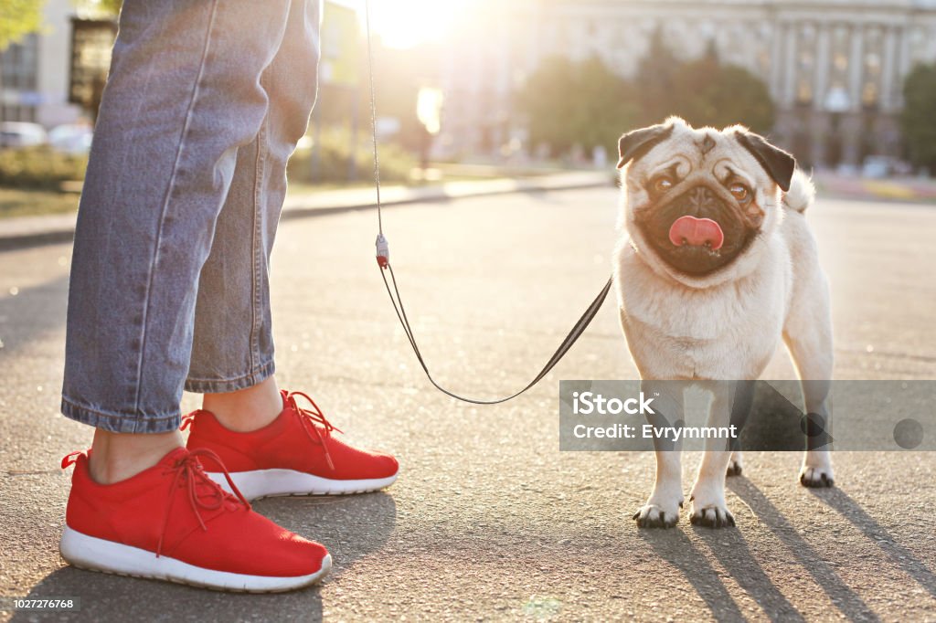 Jeune petit chien avec des taches brunes et noires drôles sur le visage. Portrait de chien domestique de cute pug heureux en plein air, promenade dans le parc. - Photo de Chien libre de droits