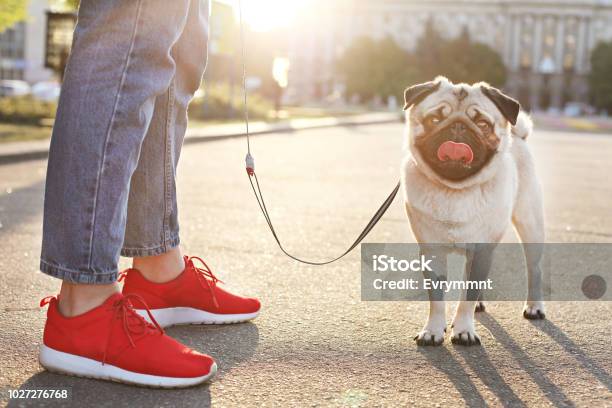 面白い茶色と黒の汚れ顔と若い小型犬国内犬を屋外でかわいい幸せなパグの肖像画は公園で散歩します - 犬のストックフォトや画像を多数ご用意 - 犬, 歩く, 都市