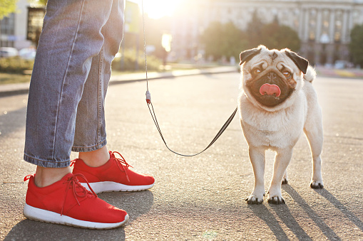 Funny puppy of pug sitting on floor near woman owner's feet on concrete walkway at park. Hipster female walking young pure breed pedigree dog on a leash, sunset light. Background, copy space, close up