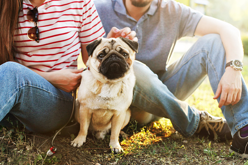 Beautiful young couple in casual outfit on picnic in park with their adorable pug puppy, green grass & foliage background. Man & woman owners w/ small pet, purebred dog. Close up portrait, copy space