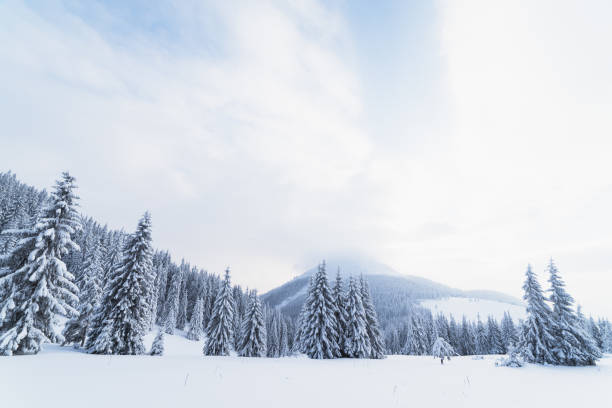 Christmas landscape with fir tree in the snow. Carpathians, Ukraine, Europe