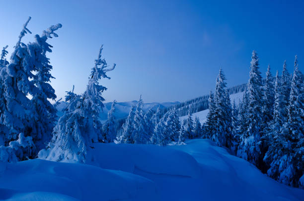 A nature background image with a blue winter scene of trees in a blue forest with falling snow and ethereal light. The snow is in focus, while the landscape and trees are softly blurred. No people in this high resolution color photograph with copy space and horizontal composition.