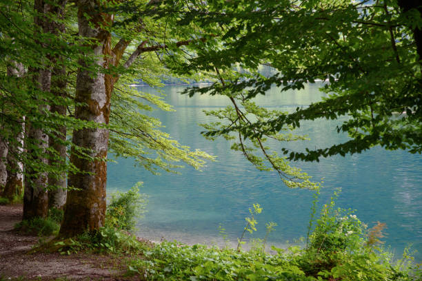 전경과 배경에서 청록색 물 표면에 녹색 나무 - julian alps lake bohinj lake bohinj 뉴스 사진 이미지