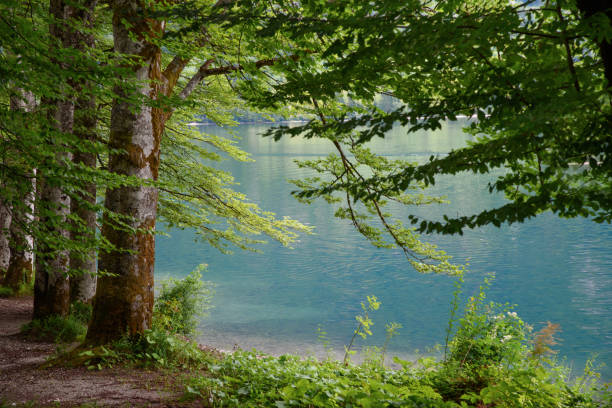 green trees in the foreground and turquoise water surface in the background - julian alps lake bohinj lake bohinj imagens e fotografias de stock