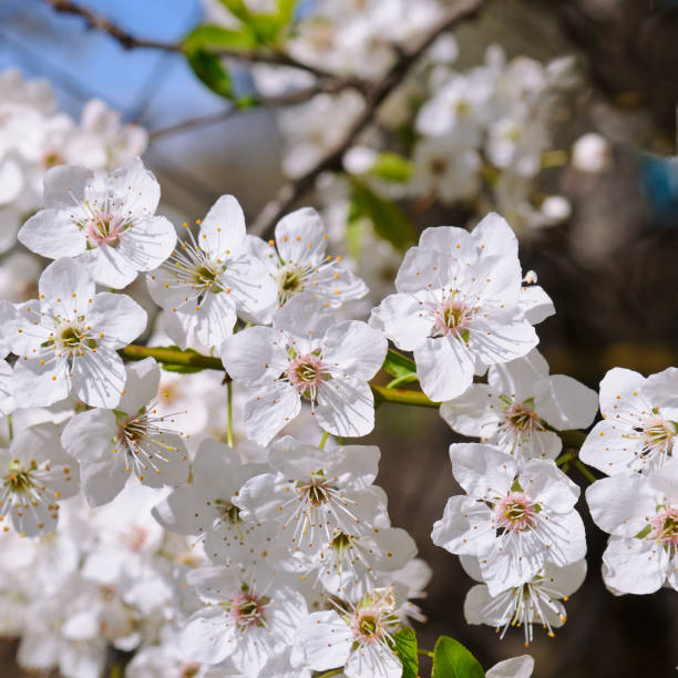 istock Cherry - Sakura and sun with a natural colored background. 1027284022