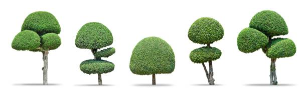 istock Set of toothbrush trees dwarf ( Tako trees, Streblus asper Lour trees ) isolated on white background : Decoration tree 1027284296
