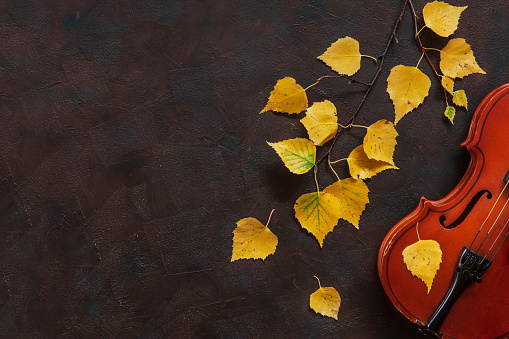 Old violin and birch branch with yellow autumn leaves. Top view, close-up on dark vintage background