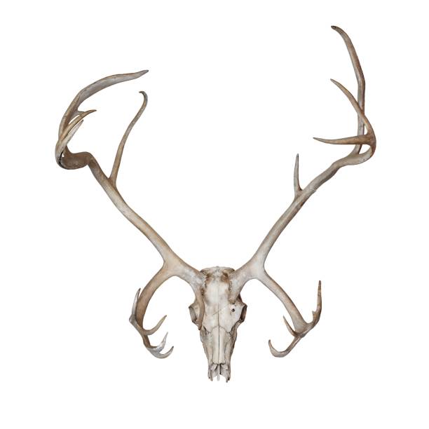 Deer skull isolated on white background stock photo