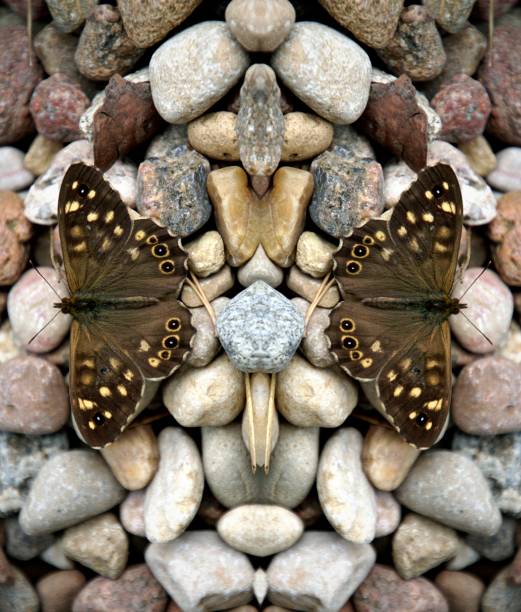 Butterflies moths pebbles reflection horizontal symmetry