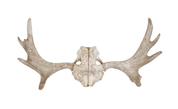 鹿 スカルに隔てられた白の背景 - antler stag trophy animal skull ストックフォトと画像
