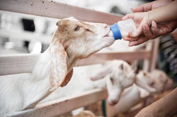 Mother holding child hand with milk feeding the goat